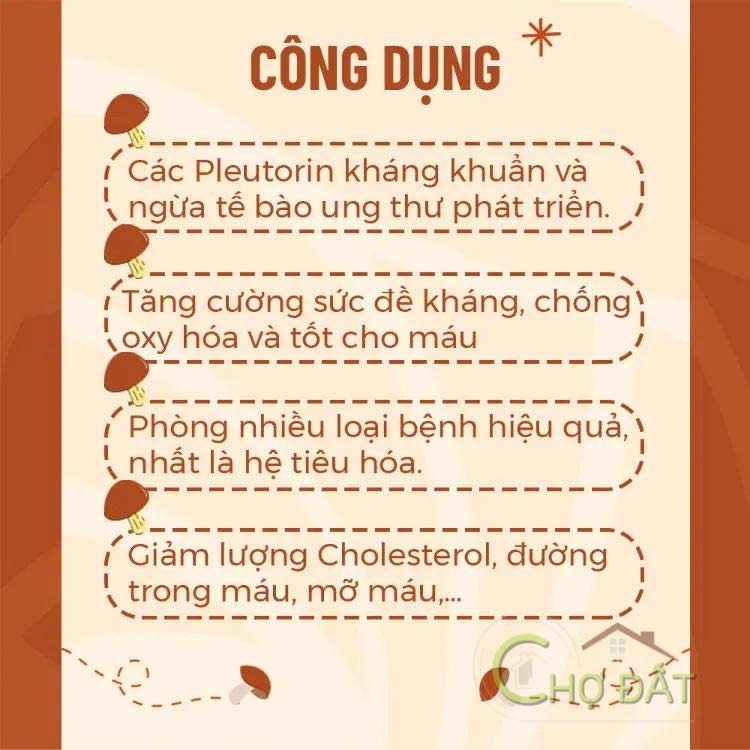 Nấm Bào ngư xám là một loại nấm có hàm lượng đạm tương đối cao và có chứa nhiều chất dinh dưỡng, được sử dụng để chế biến các món ăn chay, hoặc các các món đặc sản tại các quán ăn, nhà hàng.