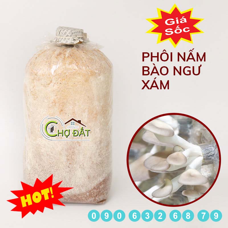 Bán phôi nấm bào ngư xám giá rẻ - Mua ngay - Chợ Đất